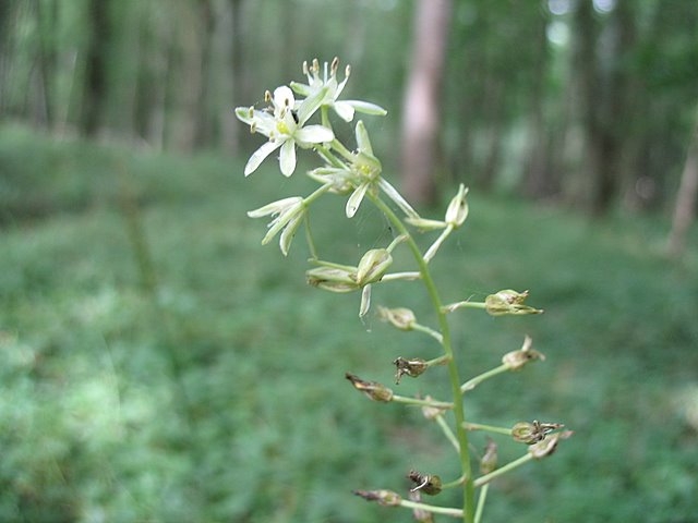 Ornithogallum pyrennaicum fleurs